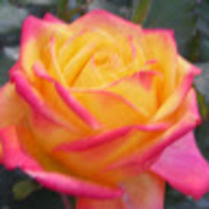 Meet your Posher, Riri